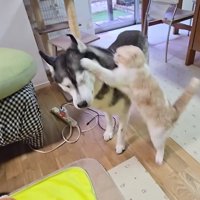 はっちゃんの顔に猫パンチ