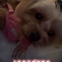 なでられる犬