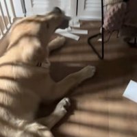 靴箱の扉が！無惨な姿に…