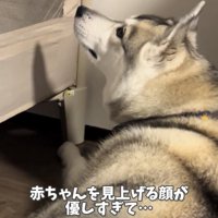 赤ちゃんを見上げる犬