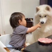 こはくちゃんが見ていたら…