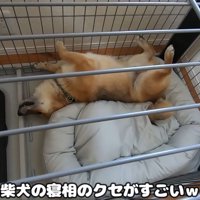 新しいベッドを買ってもらったおにぎりくん⑩