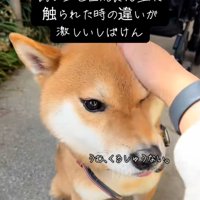 飼い主さんに撫でられるごんちゃん1