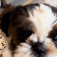 ドアップの茶々丸くん