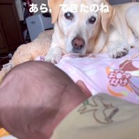 寝返りができた赤ちゃん