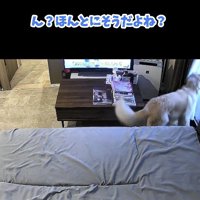 窓の外を確認する犬