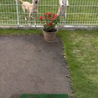 外で遊んでいた幸太郎くんと凛ちゃん2