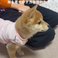 固まる小雪ちゃん