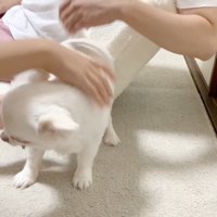 お姉ちゃんと喧嘩した時のコハクくん5