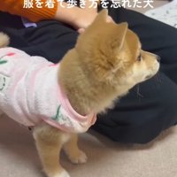 豆柴の小雪ちゃん