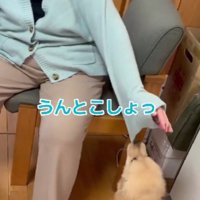 子犬期のライトちゃん