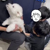 撫でられる犬2