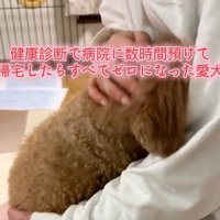 チャミィちゃんをなでる飼い主さん1