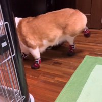 左の後ろ足をお尻の高さまで上げる犬