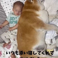 眠る赤ちゃんと柴犬