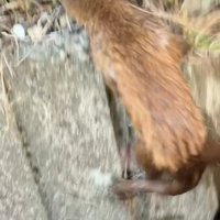 生き物の後ろ姿