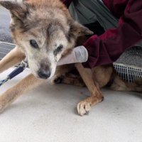 生きる気力を失っていた