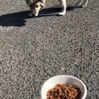 フードを警戒する犬