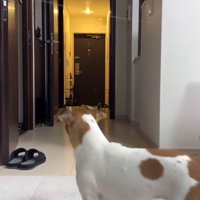 男性が来るのを部屋の中で待つ犬