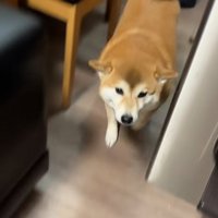 ヒコーキ耳のコムギックスさん