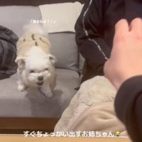 伸びてくる手に怒る小型犬