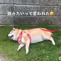 寝転がる柴犬