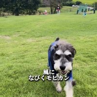 芝生を駆ける犬