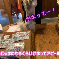 飛びついて構ってアピール！