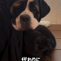 首をかくのが下手なむちゃ君7