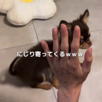 横向きで飼い主に近づいてくる子犬