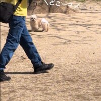 こちらを見る犬