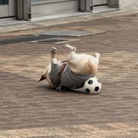 ひっくり返る姿が可愛い