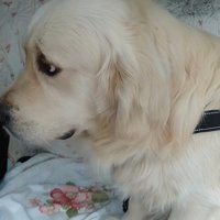 病院を嫌がるギンちゃん7