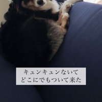 ソファーに座って飼い主さんを見る犬
