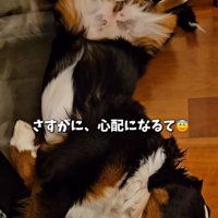 心配する飼い主さん