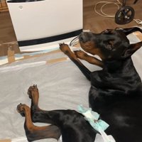 タイソンくんが回復するまで6