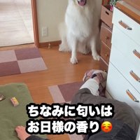 おひさまの香りがするそう