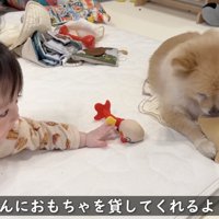 おもちゃはスルー