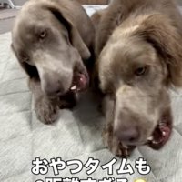 2匹の犬