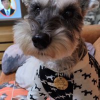 テレビに自分が出た時の風太くん⑩