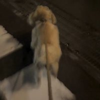 走る犬の後ろ姿2