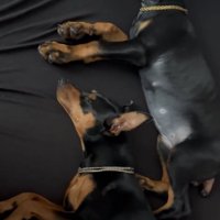 一緒に眠る小型犬と大型犬