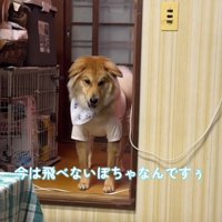 飼い主に訴えるように声をあげる犬