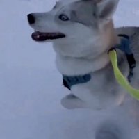 雪の上を勢いよく駆ける犬
