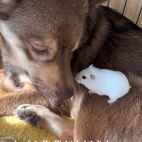 ハムスターを背に乗せた保護犬%%