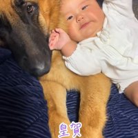 赤ちゃんとお兄ちゃん犬たち