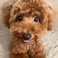 華麗なきゅる目が登場