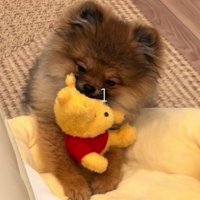 前足でクッションをフミフミ