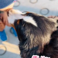 小学生にキスする超大型犬