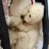 ウナちゃん専用のベッドに！